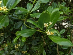 Pittosporum tobira