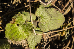 Lamium maculatum