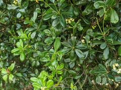 Pittosporum tobira
