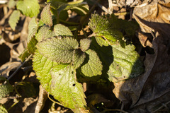 Lamium maculatum