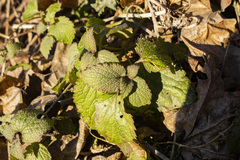 Lamium maculatum