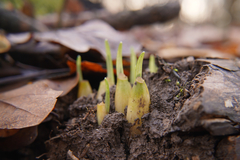 Allium ursinum