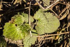 Lamium maculatum