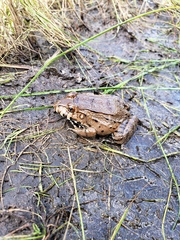 Leptodactylus labyrinthicus