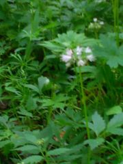 Hydrophyllum virginianum