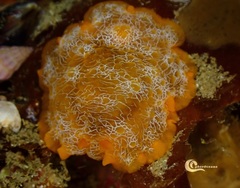 Doriopsilla areolata