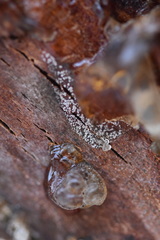 Monilinia fructigena
