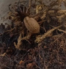 Pireneitega