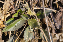 Magnoliopsida