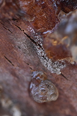 Monilinia fructigena