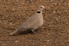 Streptopelia vinacea