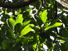 Terminalia mollis