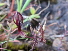 Ceropegia jainii