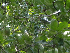 Terminalia mollis