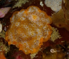 Doriopsilla areolata