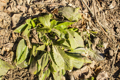 Magnoliopsida