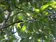 Terminalia mollis