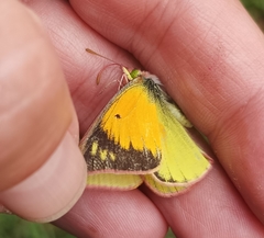 Colias dimera
