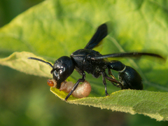 Leucinodes