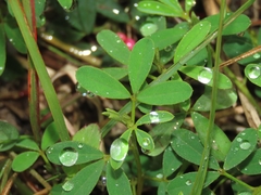 Indigofera trifoliata glandulifera