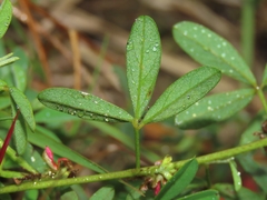 Indigofera trifoliata glandulifera