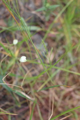 Platystemon californicus