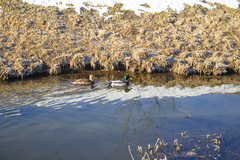Anas platyrhynchos