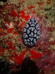 Phyllidiidae