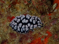 Phyllidiidae