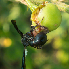 Leucinodes