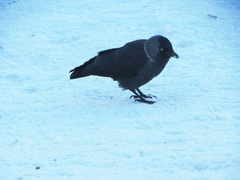 Corvus monedula