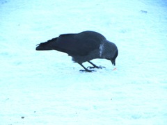 Corvus monedula
