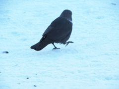 Corvus monedula