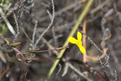 Osteospermum ciliatum