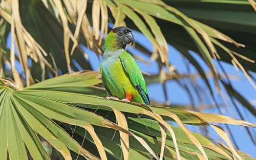 Aratinga ñanday (Aratinga nenday)