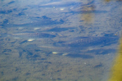 Carassius gibelio