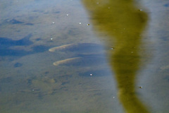 Carassius gibelio