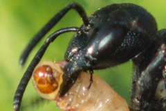 Leucinodes