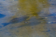 Carassius gibelio