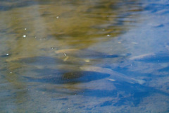 Carassius gibelio