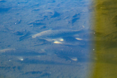 Carassius gibelio