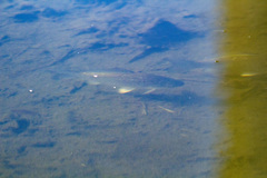 Carassius gibelio