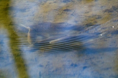 Carassius gibelio