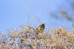 Sturnus vulgaris