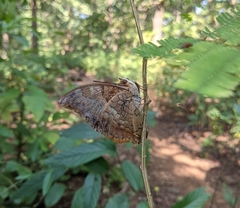 Charaxes psaphon imna