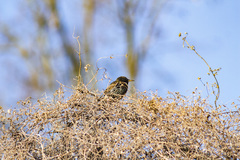 Sturnus vulgaris