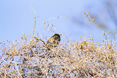 Sturnus vulgaris