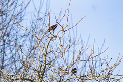 Sturnus vulgaris