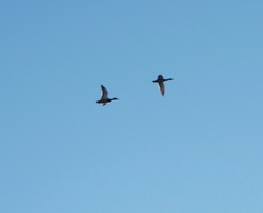Anas platyrhynchos