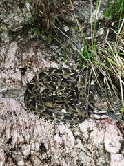 Bothrops marmoratus